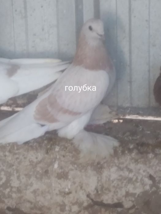 Голуби прошлогодние