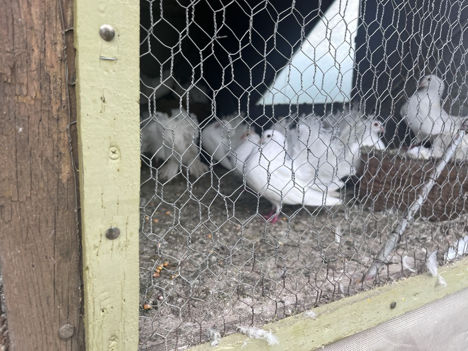 Porumbei albi - “curcani” - pentru evenimente