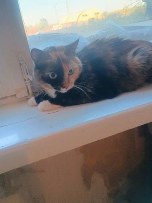 Отдам в добрые руки кошечку