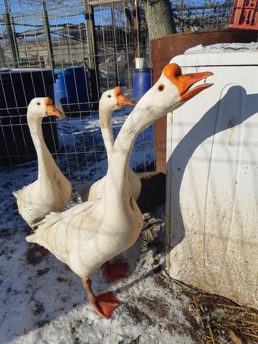 Gâște chinezești originale