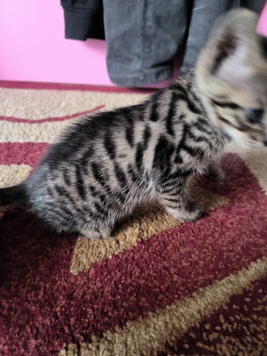 Котята бесплатно