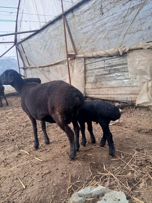 Ona bola qo'ylar sotiladi Peshko' tuman