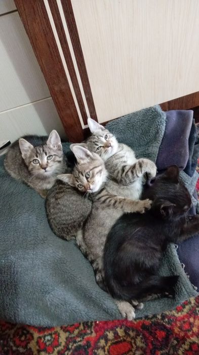 Бесплатно отдам котят