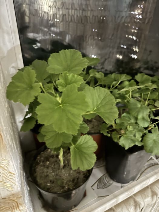 Продам домашние цветы