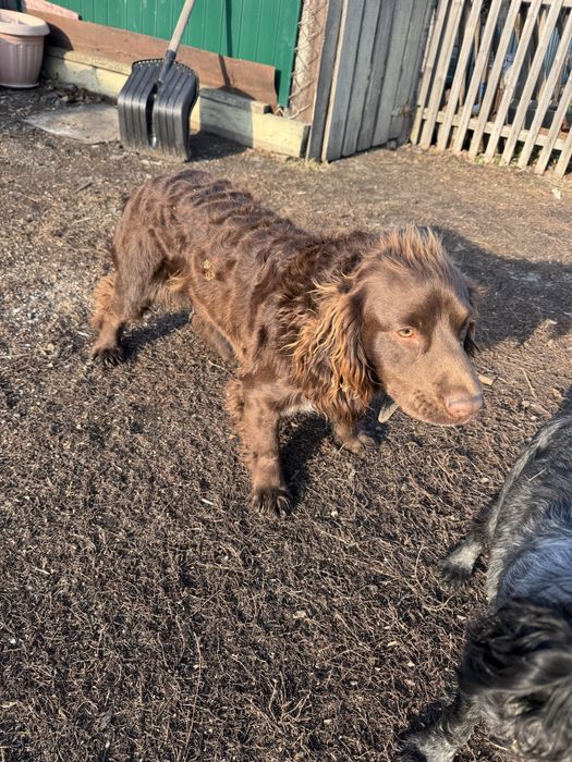 Продам руского спаниэля