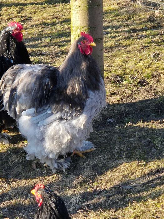 Cocosi cochinchina urias