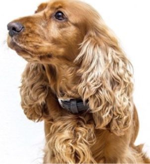 Професионана машинка за подстригване на кучета с керамичен нож