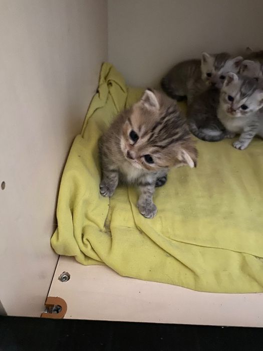 Продам котят британцев,папа породы скотиш фолд