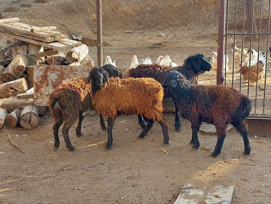 Еркек и ургашы токтылар сатылады