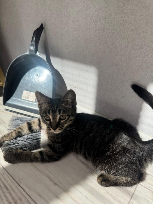Котёнок мальчик в добрые руки