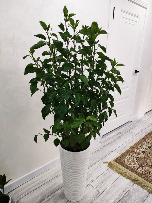 Комнатные цветы.. Доставка