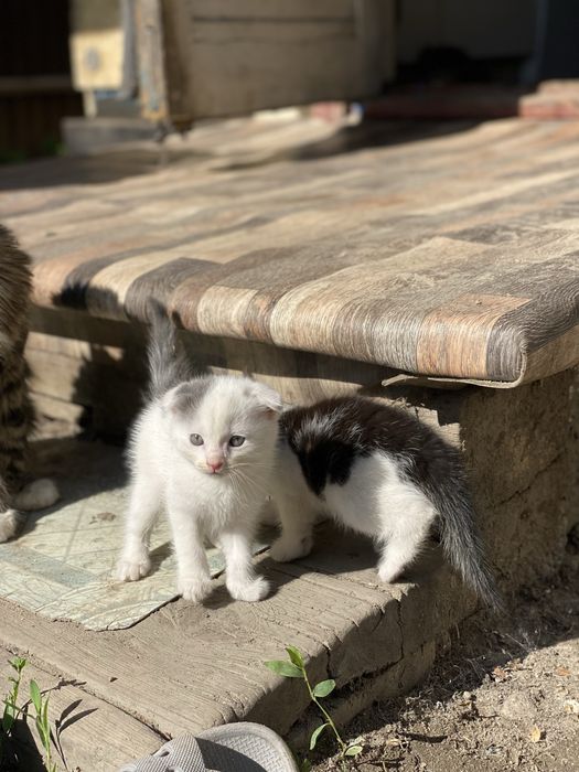 Вислоухие котята