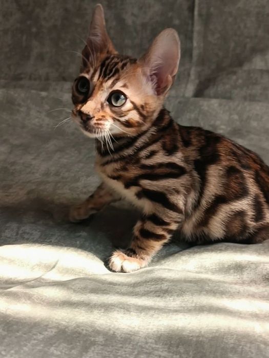 Бенгальские котята в окрасе классический браун. Премиальная линия