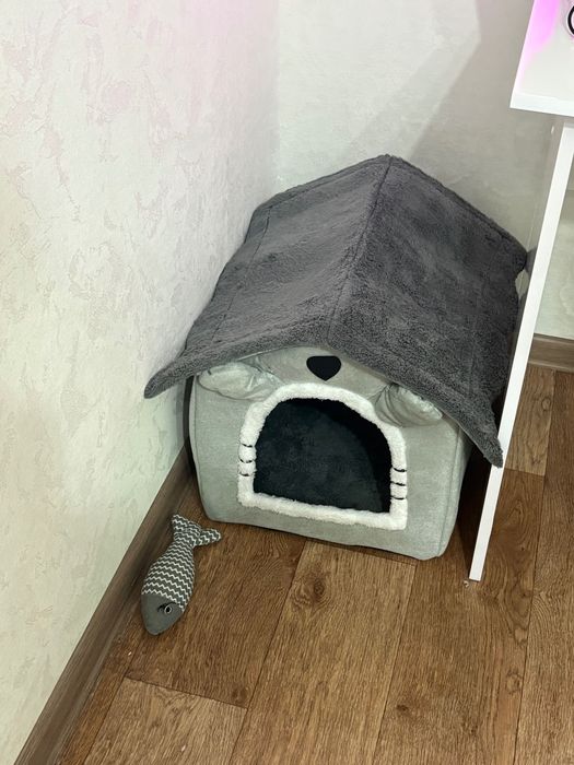 Шотландский котенок