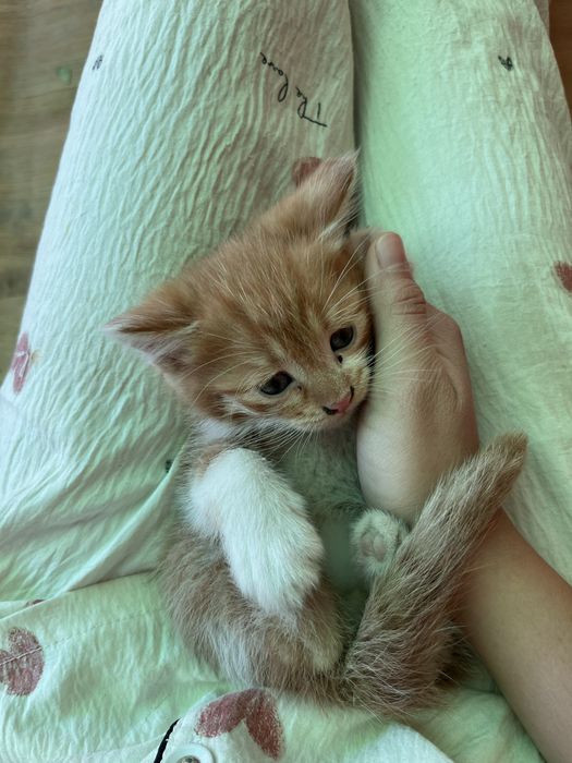 котенок,одам в хорошие руки