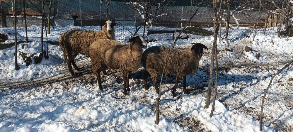 Mielute Lacaune-carabas