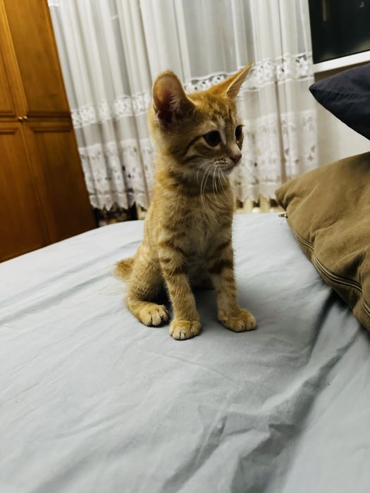 Котенок,котята ,котята