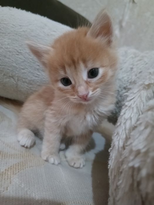 Продам котят мальчики и девочки