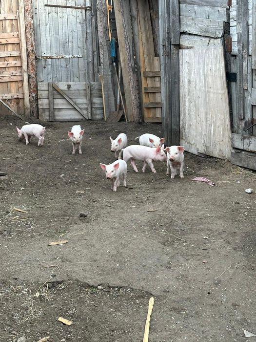 Продам поросят месячные
