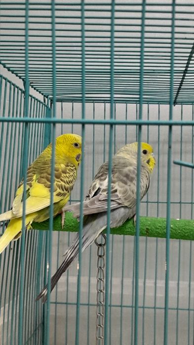 Папугай пара с клеткой