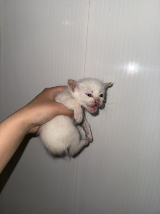 Отдам даром котят