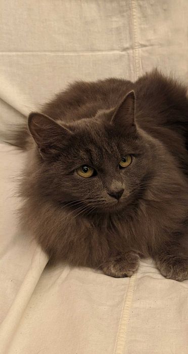 Кошка. Кот. Мушук. Mushuk.