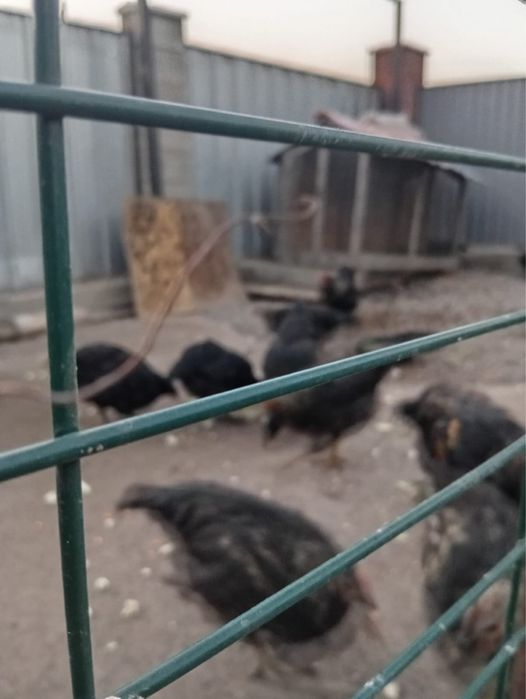Продам молодых петушков