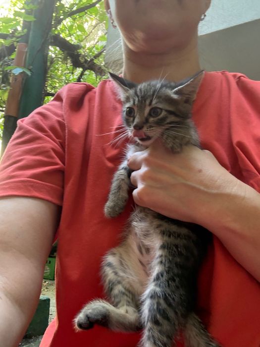 Pisoi pentru adopție Bucuresti