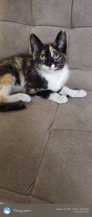 Девочка котенок Мия