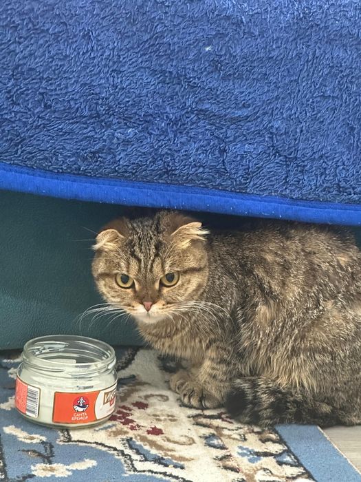 Кошка мысык шотландский