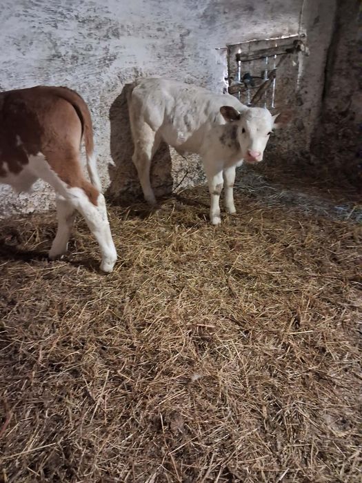 Vând taurasi și vitea