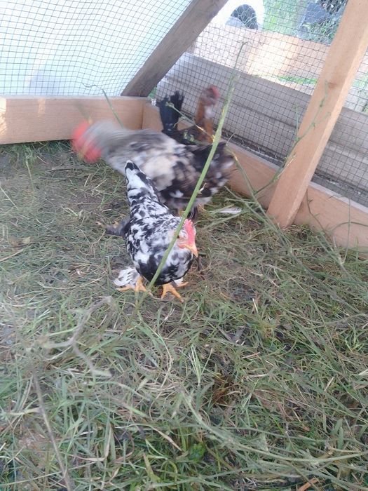 Pui de găină pitică