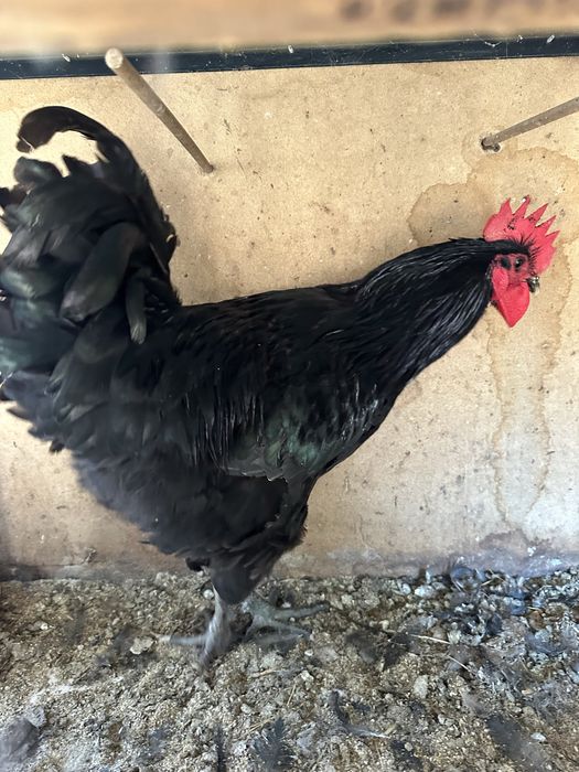 Vand cocosi de australorp