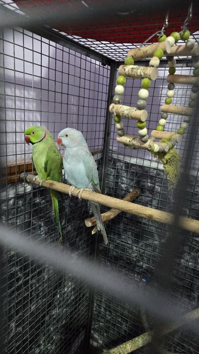 Vand 2 papagali micul Alexandu cușcă gratis ru și cușcă mare