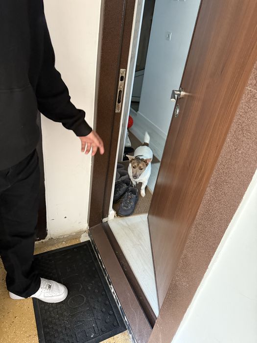 Caine jack russel pe nume juno are 4 anisori