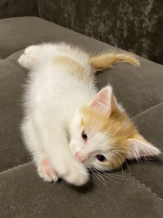 Котенок мальчик в добрые руки