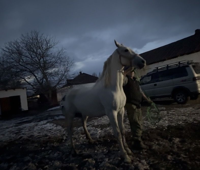 Продам Орловскую Кобылу