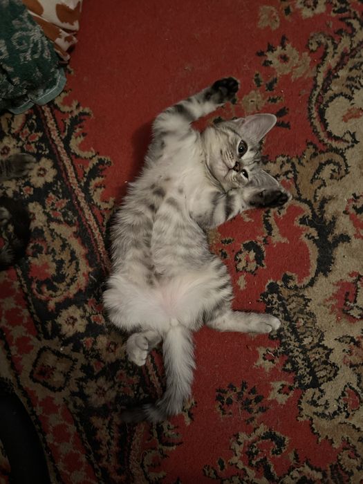 Отдам котят в добрые и заботливые руки