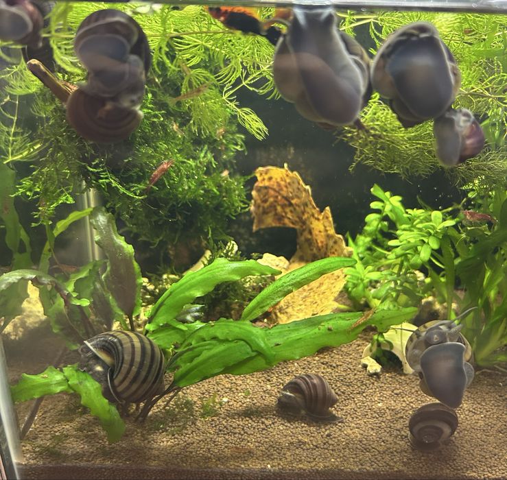 Улитки Ампулярии