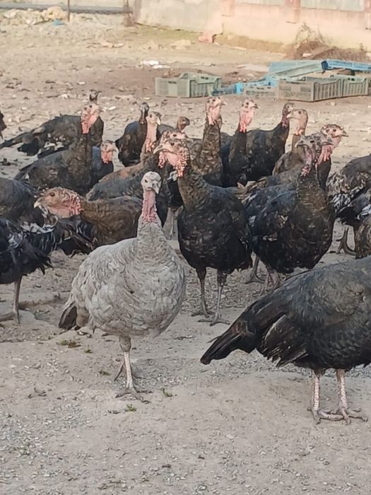 Яйца индюшек гибрид