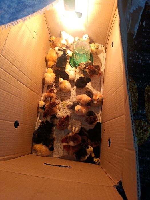 Цеплята домашние..