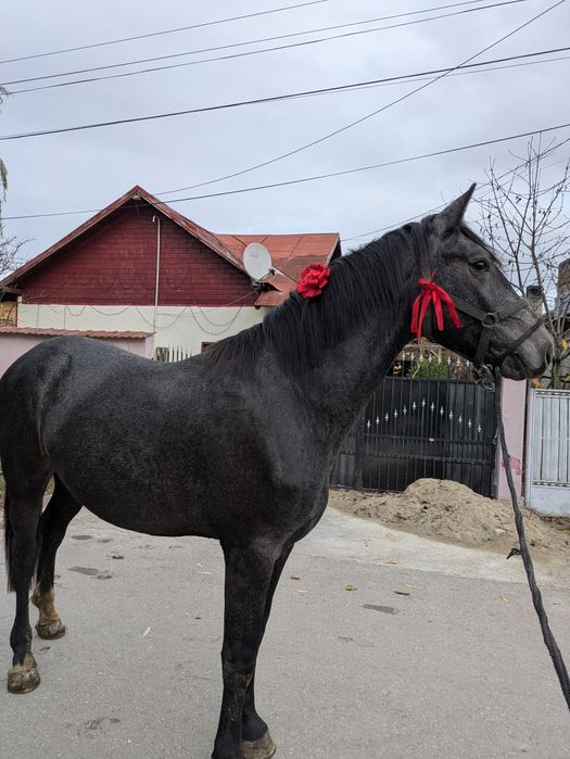 De vânzare mânz Metis de friz cu lipițan în vârstă de 1 an și 8 luni