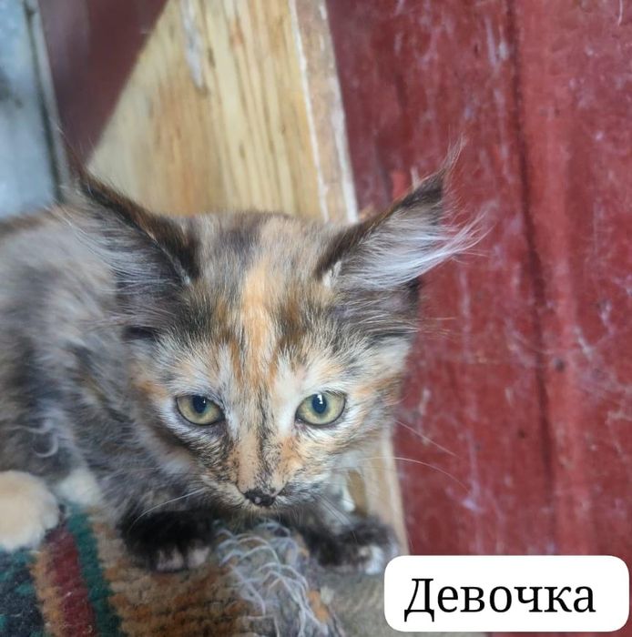 Отдам очаровательных котят