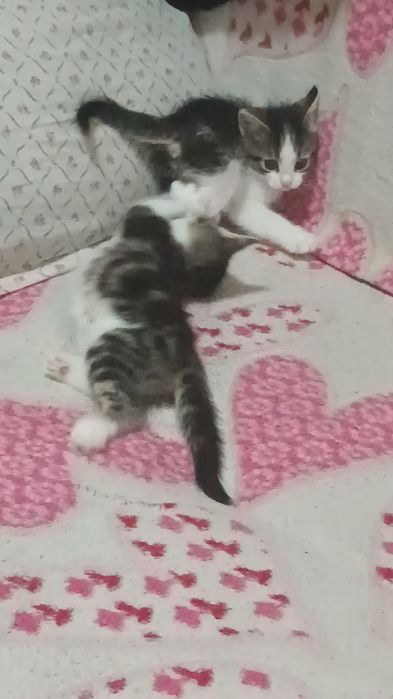 Отдам котят,в добрые руки.