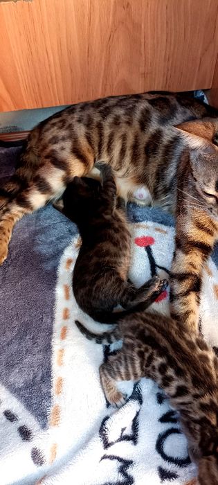 Продаются бенгалята