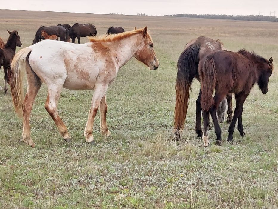 Продам жеребчика