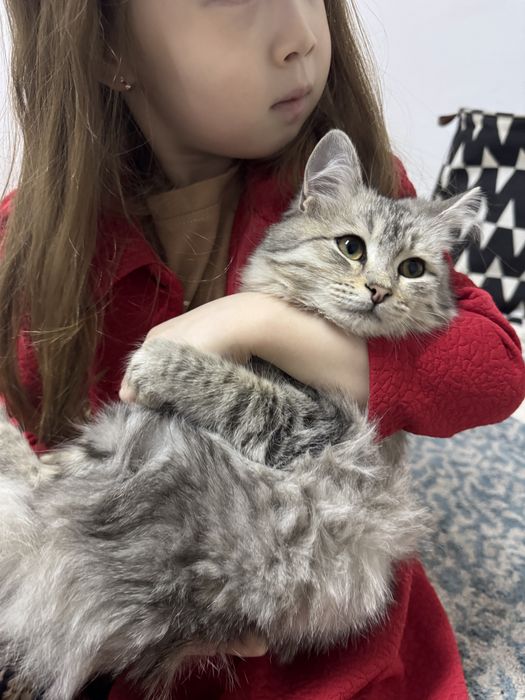 Британская длинношерсть