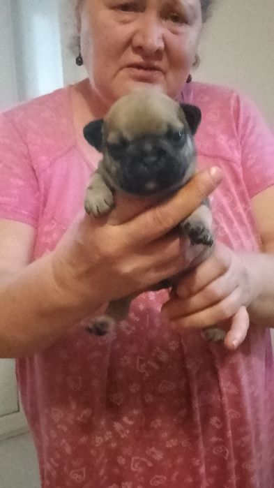 Щенки французского бульдога