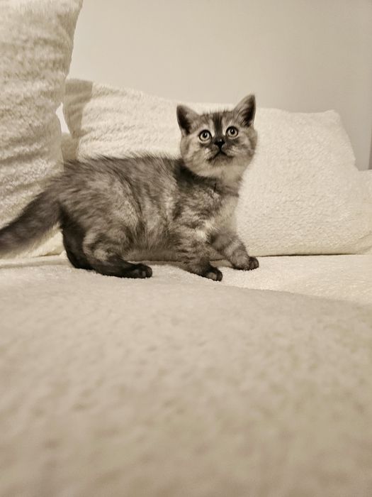 Pui british gri & argintiu