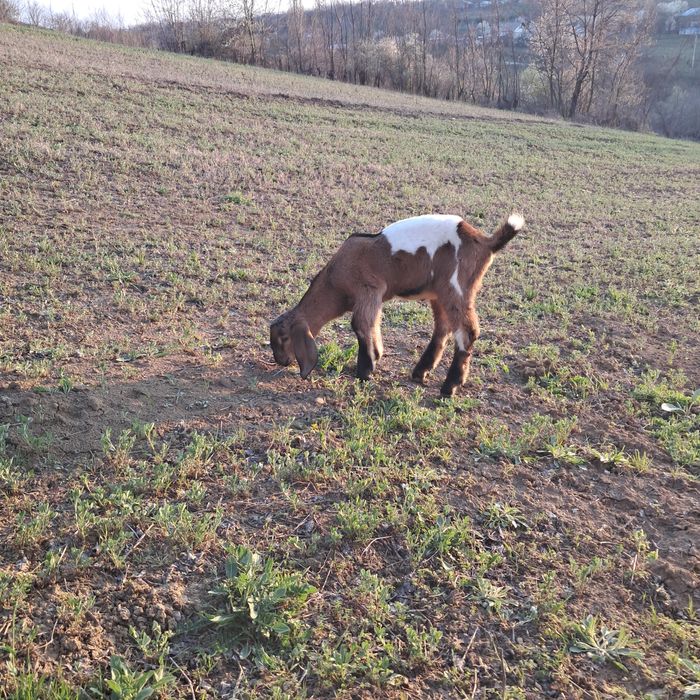 De vanzare tap anglonubian